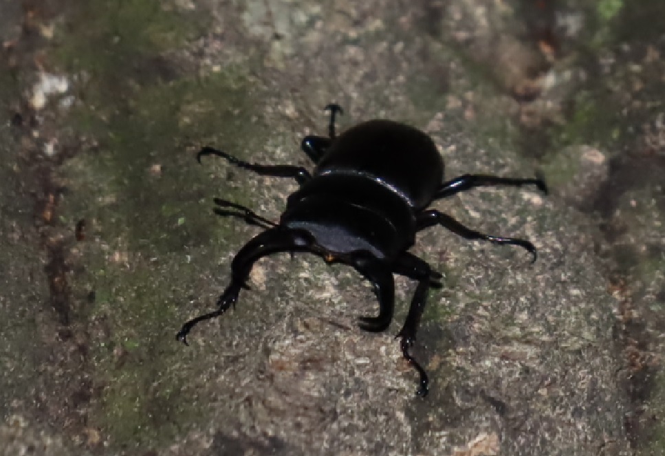 コクワガタ♂_凄いコナラ_2023年6月3日20時 気温19.8度